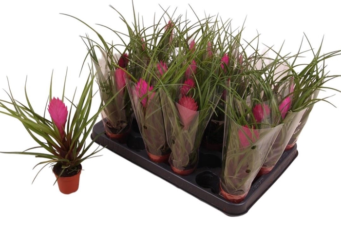 <h4>TILL CY VINCENT</h4>