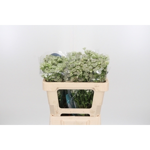 Astrantia Wit Billion Stars