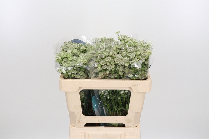 <h4>Astrantia Wit Billion Stars</h4>
