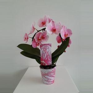 Wonder Spiegelboog Pink