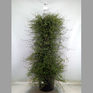 Muehlenbeckia com. 'Mao'ri'