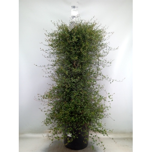 Muehlenbeckia com. 'Mao'ri'
