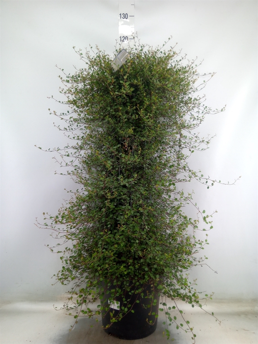 <h4>Muehlenbeckia com. 'Mao'ri'</h4>