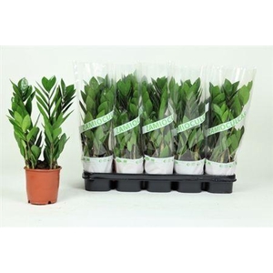 Zamioculcas Zamiifol