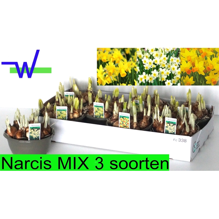 <h4>NARC GEM 3 SRT</h4>