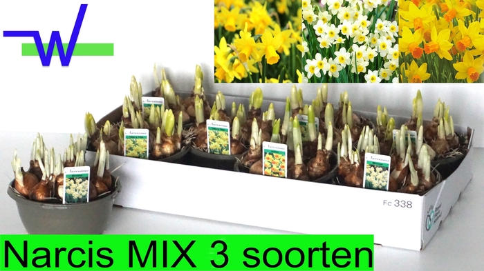 <h4>NARC GEM 3 SRT</h4>