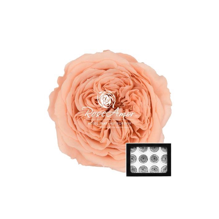 <h4>Amelia Pea01</h4>