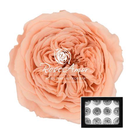 <h4>Amelia Pea01</h4>