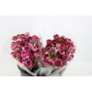 Ran Elegance Dark Stripe Purple