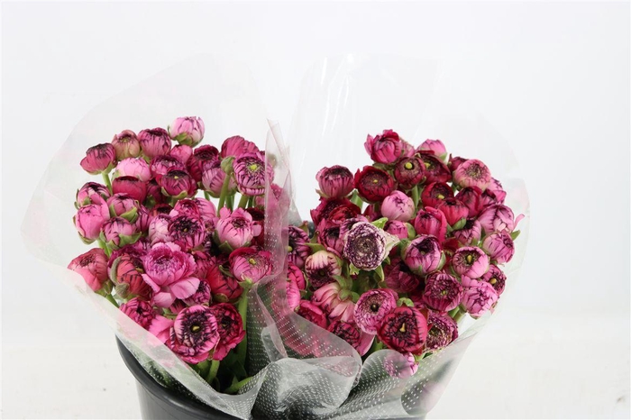 <h4>Ran Elegance Dark Stripe Purple</h4>