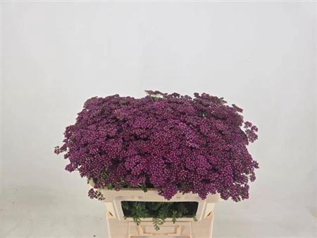 <h4>Achillea M Deep Purple</h4>