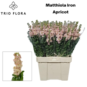 MATTH IRON APRICOT 544