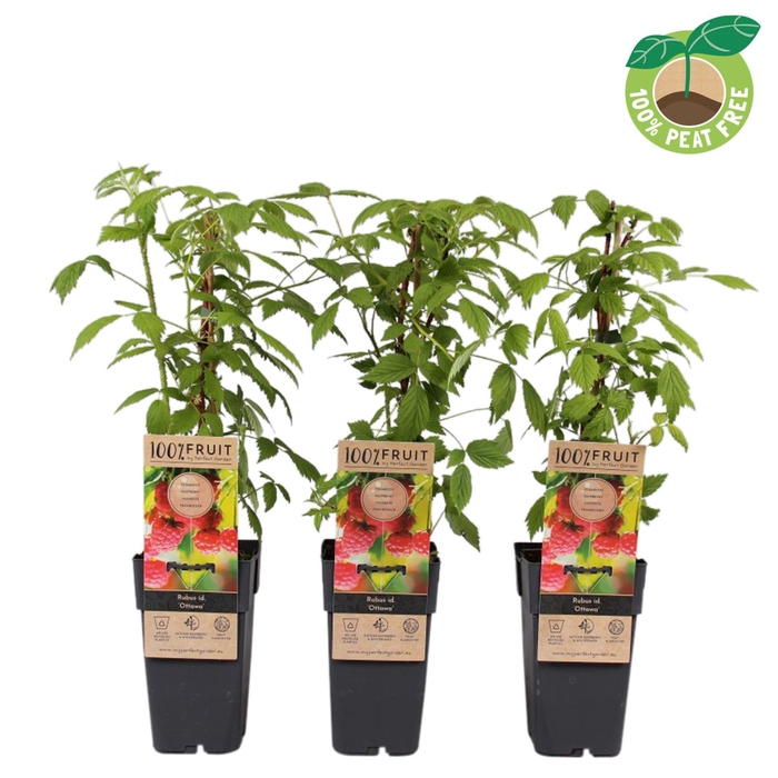 <h4>Rubus idaeus</h4>