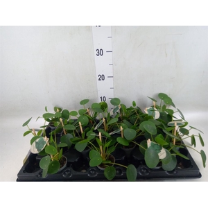 Pilea peperomioides