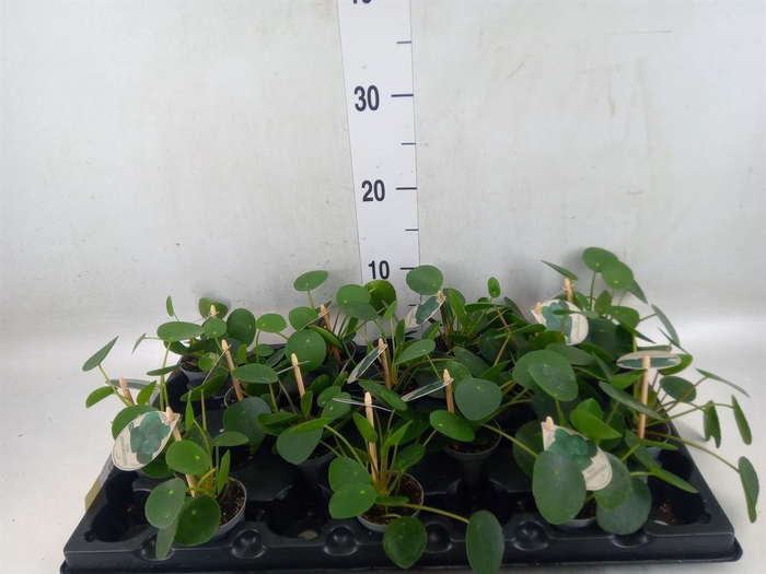 <h4>Pilea peperomioides</h4>