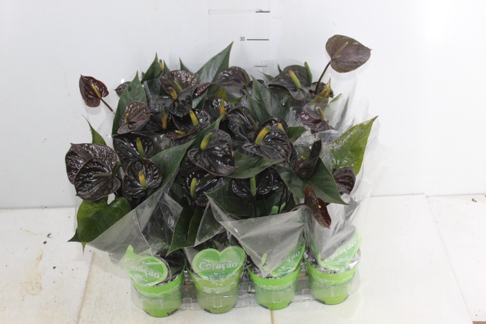 ANTHURIUM BLACK LOVE P09