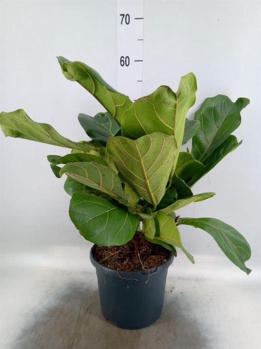 <h4>Ficus lyrata</h4>