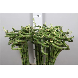 Drac Lucky Bamboo 080cm