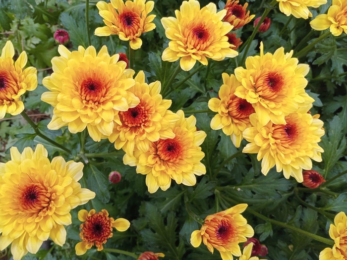 <h4>Chr Malibu Gold</h4>