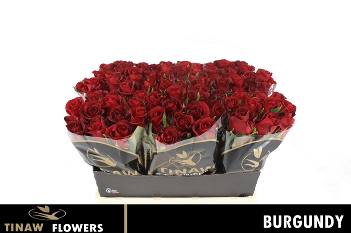 <h4>R GR BURGUNDY</h4>