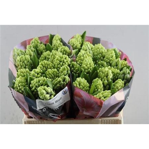 Hyac Delft Blue (noort)