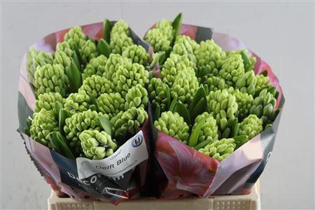 <h4>Hyac Delft Blue (noort)</h4>