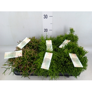 Rhipsalis   ...mix