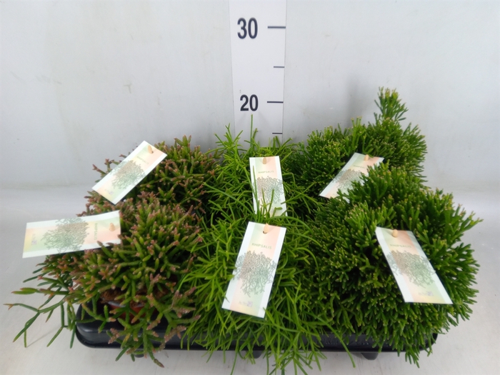 <h4>Rhipsalis   ...mix</h4>