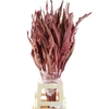Dried Strelitzia Leafs Hot Pink