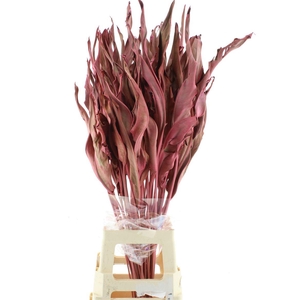Dried Strelitzia Leafs Hot Pink