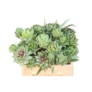 CYNARA SC GREEN GLOB
