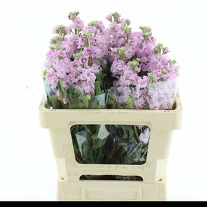 MATTH IRON CHERRY BL