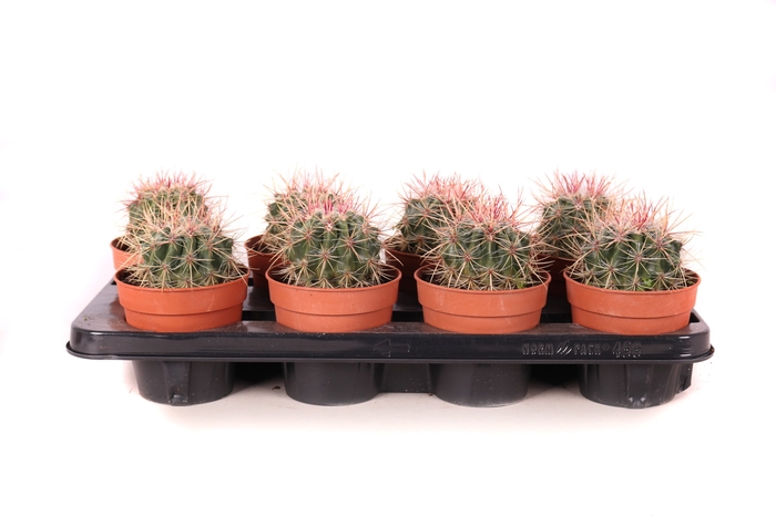 <h4>Ferocactus Stainesii</h4>