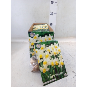 Narcissus   ...flowerbulbs