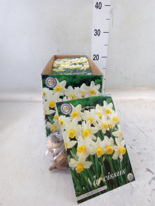 <h4>Narcissus   ...flowerbulbs</h4>
