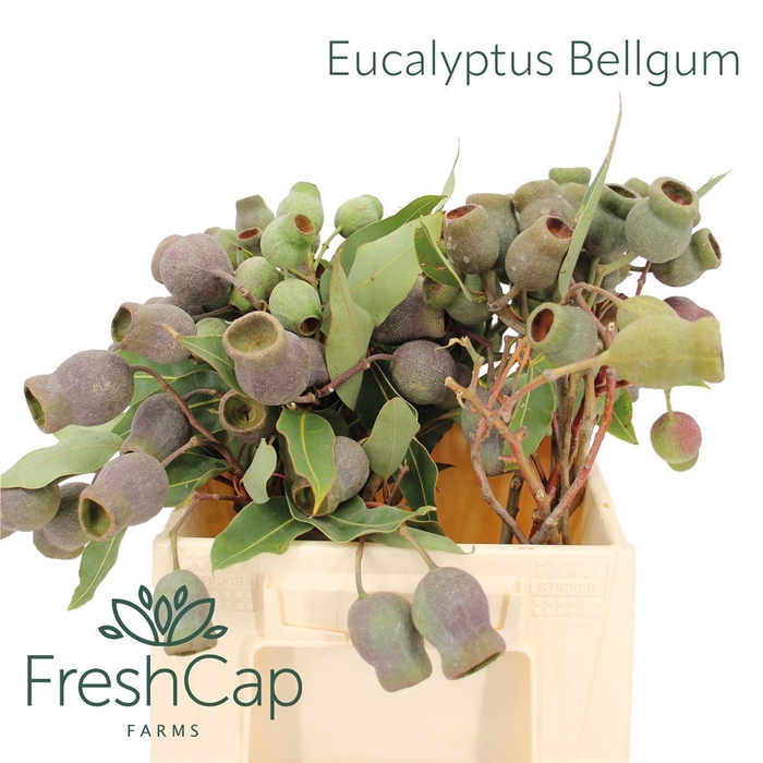 <h4>Eucalyptus Bellgum</h4>