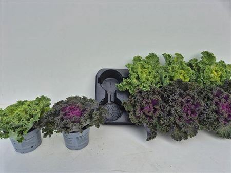 Brassic Ol Gekruld