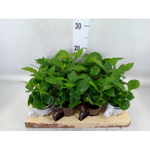 Coffea arabica