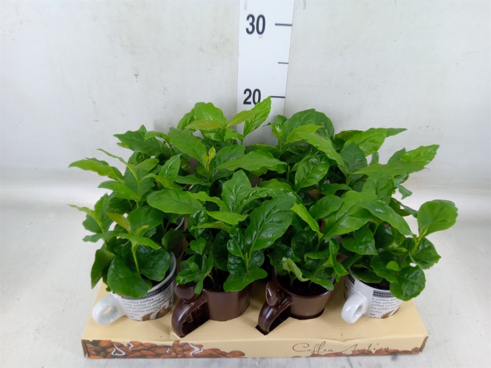 <h4>Coffea arabica</h4>