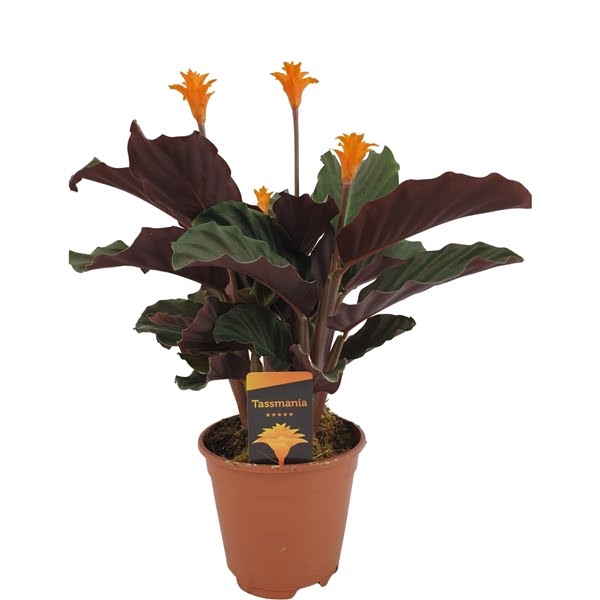 <h4>Calathea crocata 'Tassmania' 3/4 bl</h4>