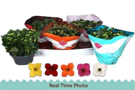 <h4>Kal En Gem 5 Kl</h4>