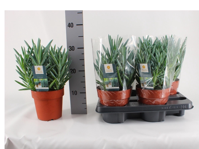 <h4>CURIO F STELVIO</h4>