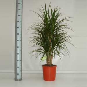 Dracaena marg.