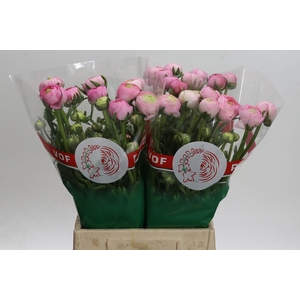 Ranunculus Aazur Light Pink
