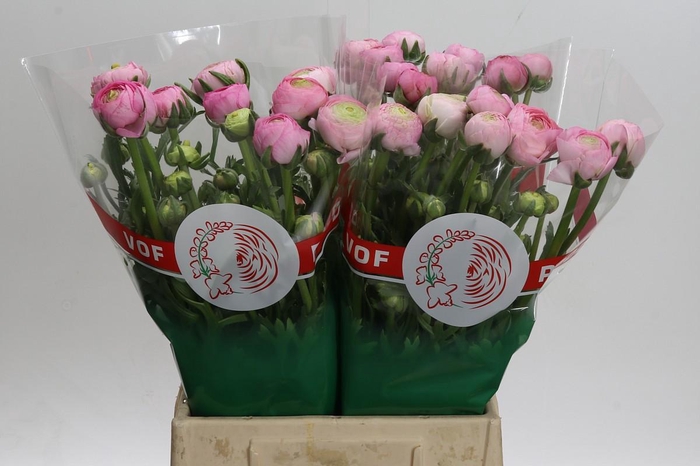 <h4>Ranunculus Aazur Light Pink</h4>