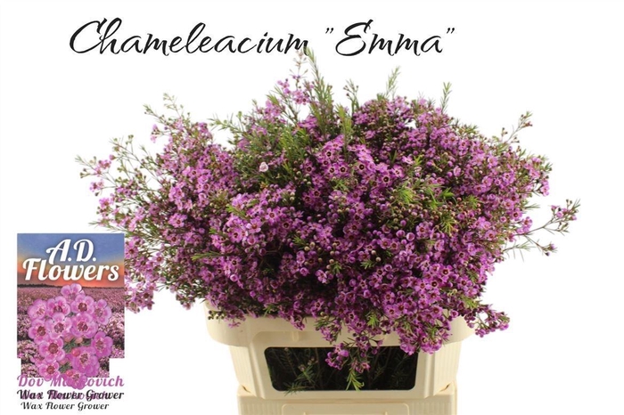 <h4>CHAME UN EMMA</h4>