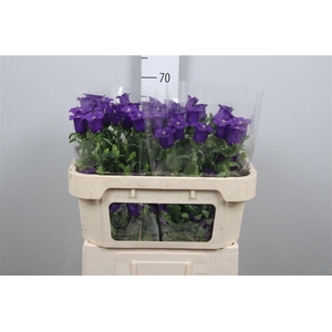 Camp M Cam Deep Blue