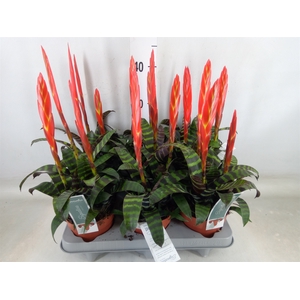 Vriesea  'Era'