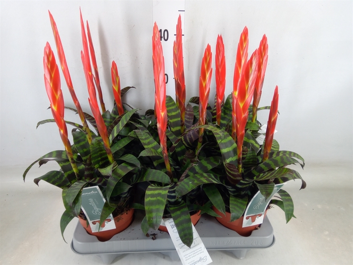 <h4>Vriesea  'Era'</h4>