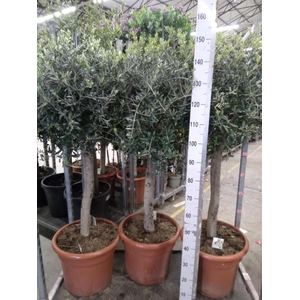 Olea europaea
